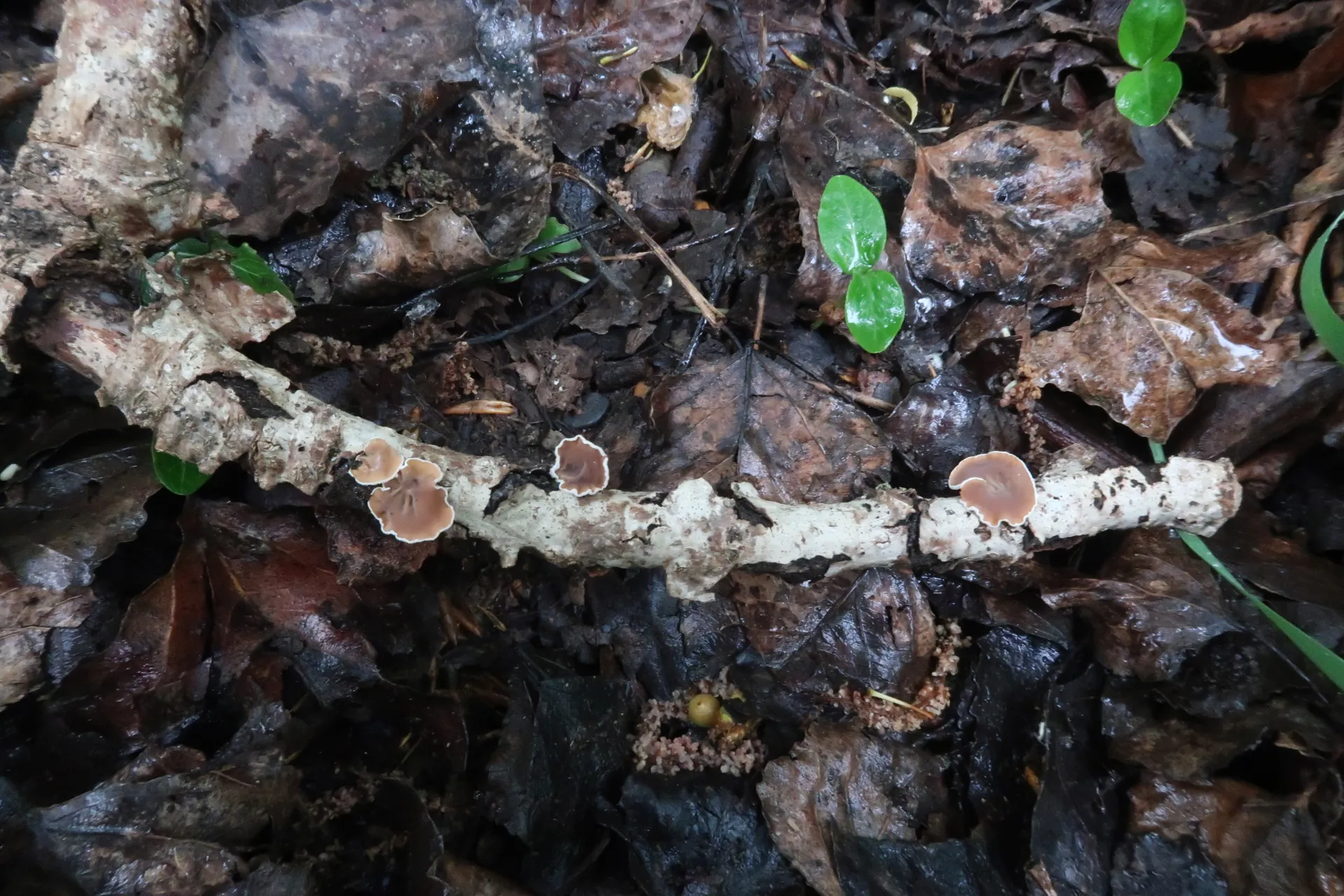 Schizophyllum amplum - 1 - IMG_3025